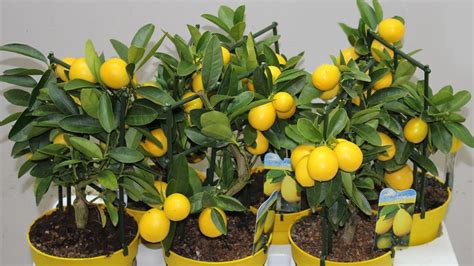 Лаймкват (лимонелла) Юстис - YouTube