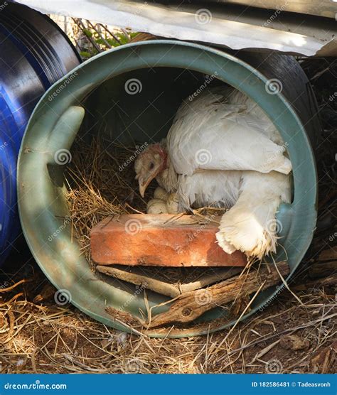 The Hen Is Sitting On The Eggs, Egg Breeding Hen, Reproduction Of Eggs