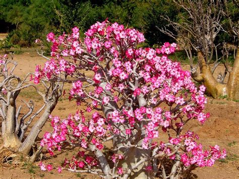 Topo Imagem Como Plantar Rosa No Ch O Br Thptnganamst Edu Vn