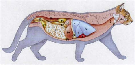 Dearcats Anatomie