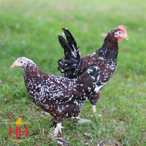 Speckled Sussex | Hoover's Hatchery