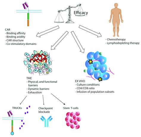 A Schematic Of Determinants Affecting The Efficacy Of Car T Cell