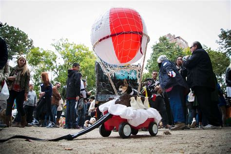 Dogs in Costumes for a Halloween Parade - ABC News