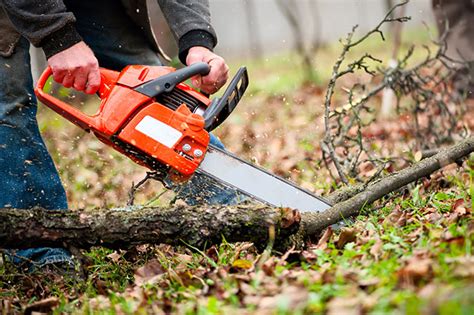 tree trimming service - Wichita Mowing & Landscapes