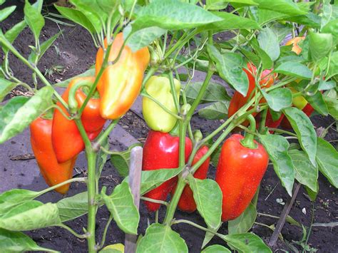 Перец: болгарский и острый, выращивание в открытом и закрытом грунте ...