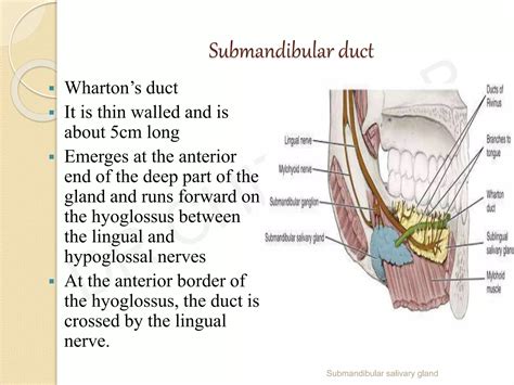 submandibular salivary gland dr chithra