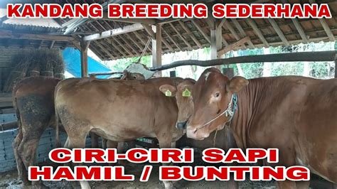 Ciri Ciri Sapi Bunting Atau Hamil Untuk Pemula Di Kandang Breeding