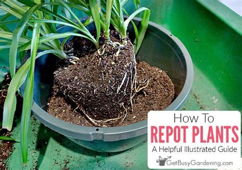 How To Repot Plants A Helpful Illustrated Guide Plants Repotting