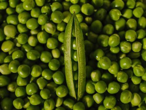 Fast Growing Crops from Seed — Deep Roots Project