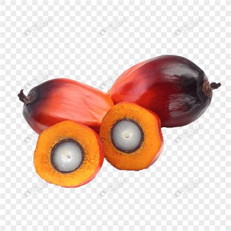 Lukisan Buah Kelapa Sawit 50 Gambar Buah Sawit Kelapa Sawit Gratis
