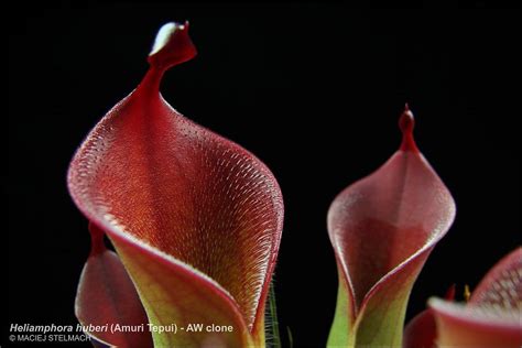 ptaahs heliamphora collection heliamphora carnivorous plants uk