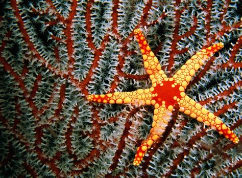 Beautiful Patterns In Nature From National Geographic Part 3 64 Pics