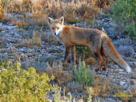 Zorro Común O Zorro Rojo Vulpes Vulpes 1 Zorro Vulpes Flickr