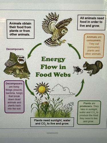 Science Energy Flow In Ecosystem Flashcards Quizlet