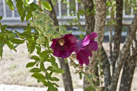 Violet Colored Double Hibiscus Flower Stock Photo Image Of Claret