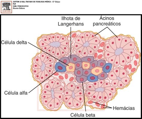 Histología Del Páncreas Células Alfa