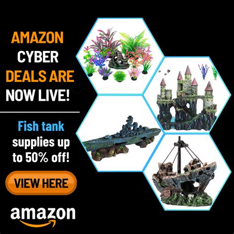How Many Fish Can Be In A 2 Gallon Tank Fishtank Expert