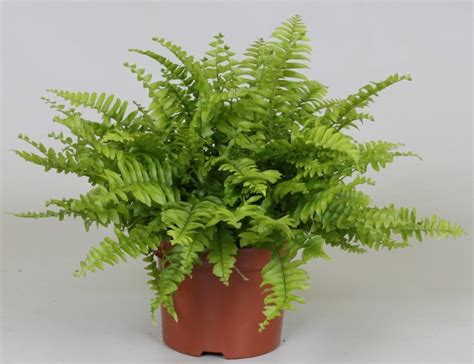 Nephrolepis exaltata ‘Boston Blue Bell’ (Boston Fern) 12cm Pot – Urban ...
