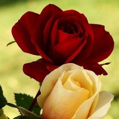 Mature Gilf On Twitter Mature Milf Gilf Https T Co Ze Rnopidl Twitter