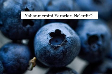 Yabanmersini Yararları Nelerdir Gelecekten Net