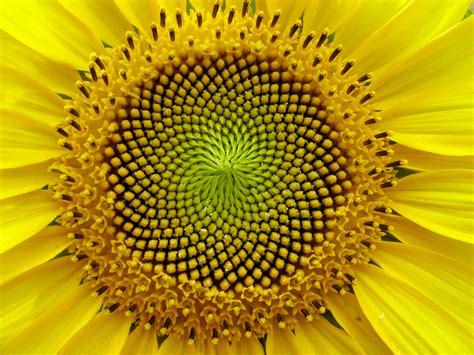 Fibonacci_Sunflower | Fractals in nature, Spirals in nature, Geometry ...