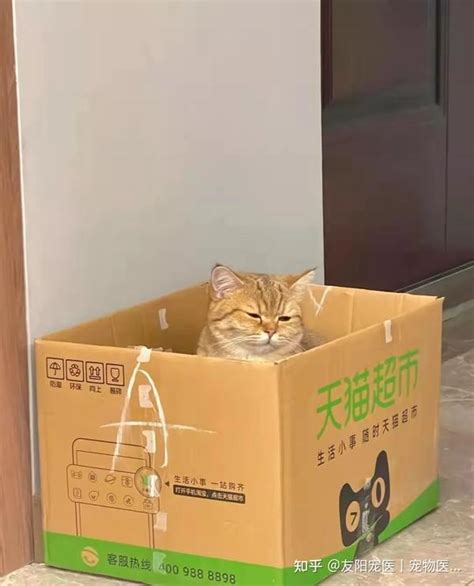 养猫7大禁忌，铲屎官请注意！害猫行为要不得~ 知乎