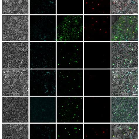 Maize Della Dwarf Disappears From The Nuclei Upon Coexpression With