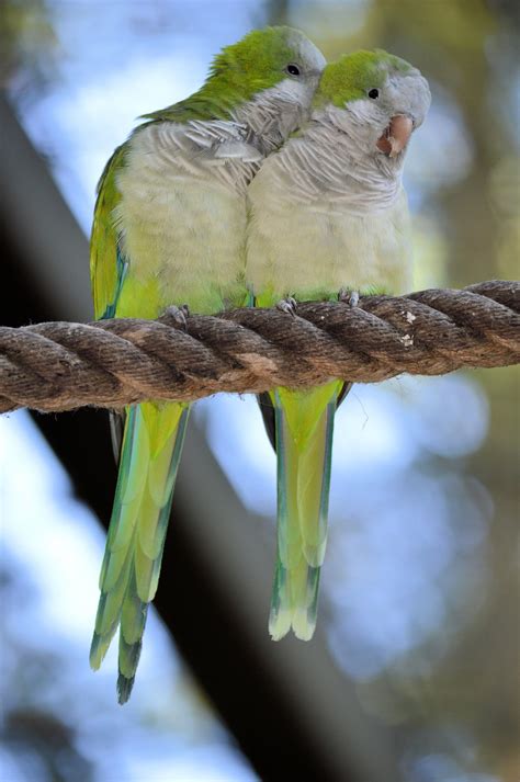 A Couple Lovebirds Free Stock Photo - Public Domain Pictures