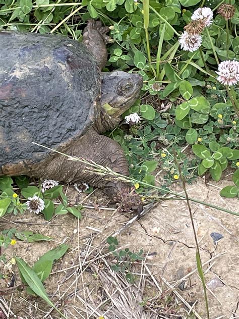 is it normal turtle making noise at home 2