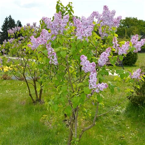 Бузок звичайний