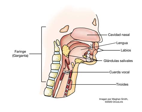 Anatomía De Los Ganglios Linfáticos De La Cabeza Y El Cuello Examen