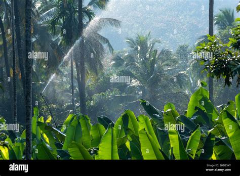 A Banana Farm In Northern Kerala Stock Photo Alamy