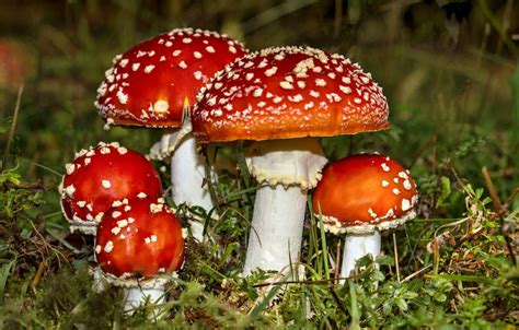 Настойка мухомора: свойства, приготовление и методика применения ...