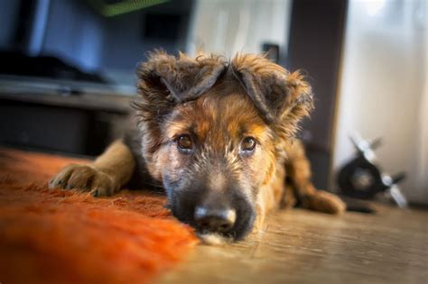 dog food  german shepherd puppy pet lover guy