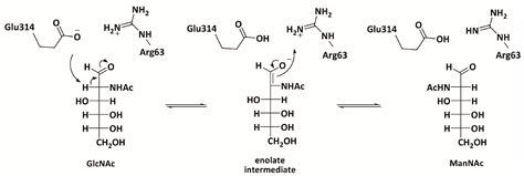 Catalysts | Free Full-Text | N-acetylglucosamine 2-Epimerase from ...