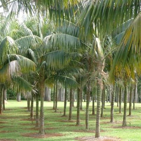 Kentia Palm #1 - Ellison Horticultural