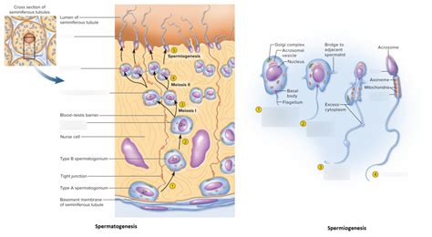 Diagram: Spermatogenesis and Spermiogenesis Diagram | Quizlet
