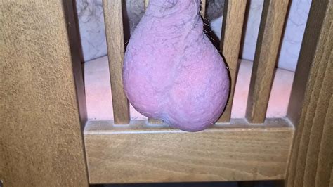 Scrotum And Egg Games Eggs Are Pressed Well Gay Bdsm Porn Feat Testicarl Xhamster