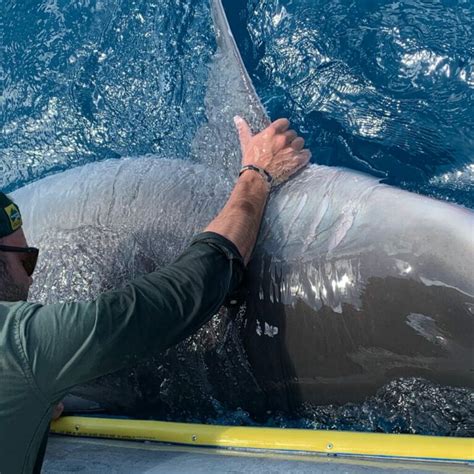 Coming home: movement patterns of Australian bull sharks - Save Our