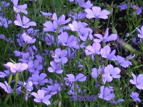 PlantFiles Pictures: Silene, Rose of Heaven 'Angel Blue' (Silene coeli ...