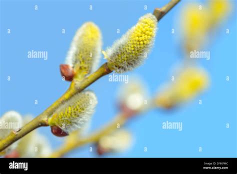 Beautiful Pussy Willow Buds Flowers And Branches Seasonal Forest Blooming Spring Vegetation