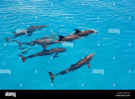 Spotted Dolphin Stenella Frontalis Underwater Atlantic Ocean Stock