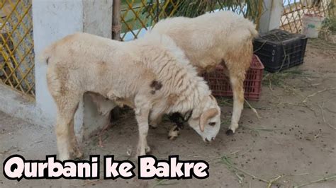 Qurbani Ke Bade Bakre In Hyderabad Guntur Ke Mende Available In