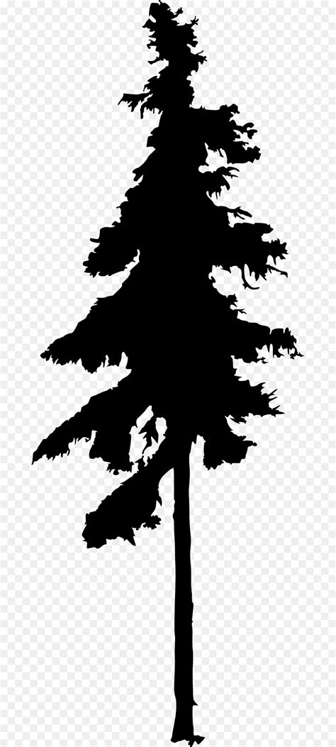 Douglas Fir Tree Clip Art Tree Png Download 4801098 Free