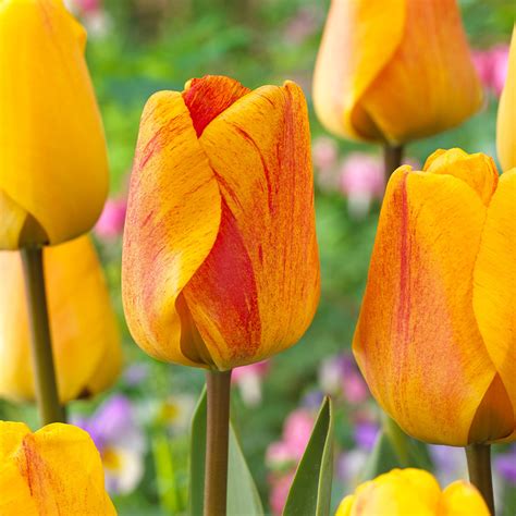 Buy Tulip 'Beauty of Apeldoorn' at jparkers.co.uk