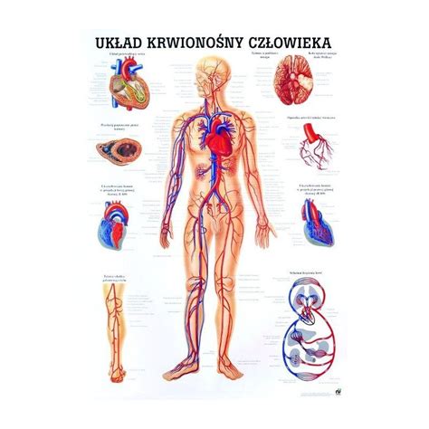 Tablica Anatomiczna Cienna Uk Ad Krwiono Ny