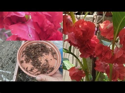 How to Grow Balsam Flower Plants from Seeds तउर फल Mehendi