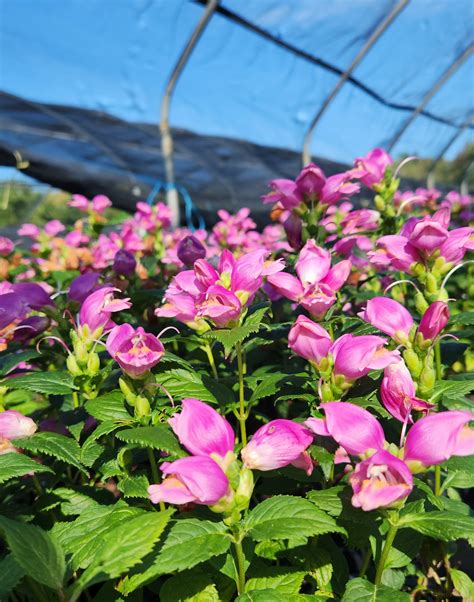 CHELONE Lyonii Hot Lips North Coast Perennials