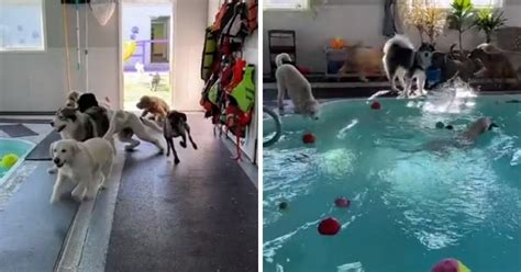 Video Fiesta De Perritos Se Hace Viral ¡son Bellísimos En Cancha