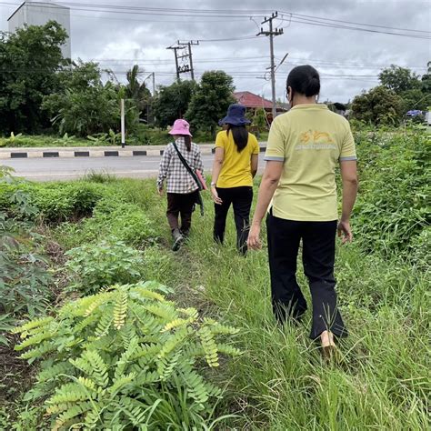 เกษตรพบพระลงพื้นที่ติดตามสถานการณ์และสำรวจแปลงปลูก มันสำปะหลัง เพื่อเฝ้าระวังโรคใบด่างมัน